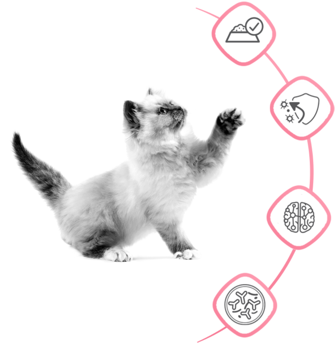 kv3-medium-puppy