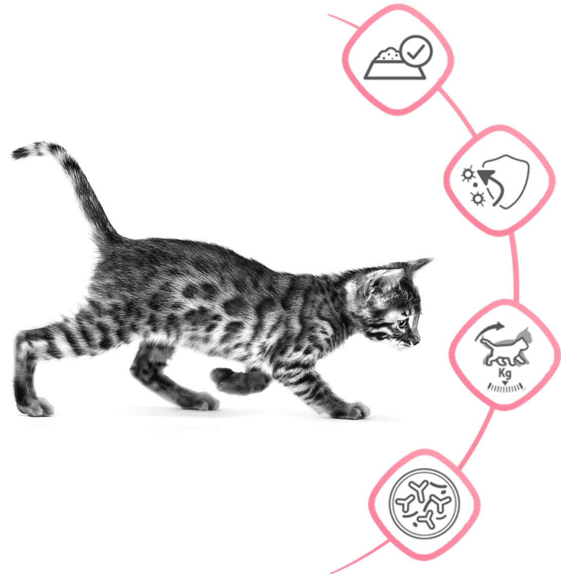 mother-babycat-korzysci